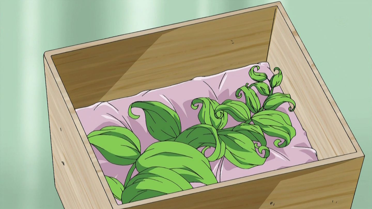 Healing herb Herbal medicine, Herbalism, Healing herbs