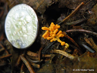 A wee slime mold makes my heart flutter. A wee slime mold makes my heart flutter.