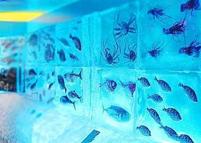 http://www.terungkap.net/2012/02/aquarium-beku-yang-menakjubkan-di-cina.html