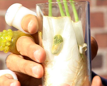 Como hacer germinaciones de porotos Como hacer germinaciones de porotos