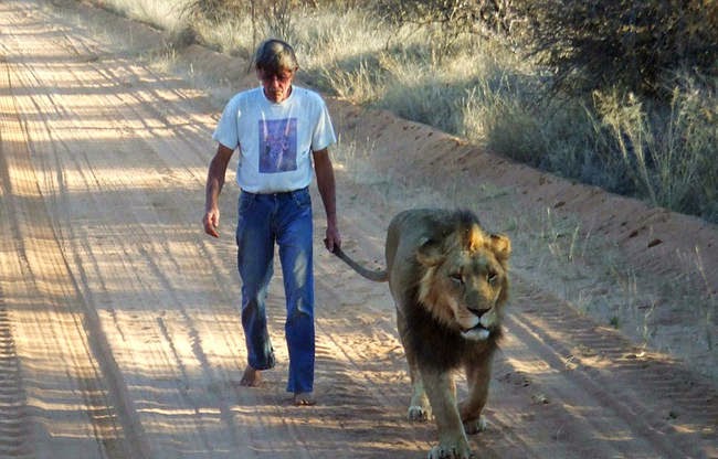 In fact, Zion is such a sensitive softie that his caretaker also goes without shoes so the noise doesn't disturb him. - This Is The Story Of A Man And His Best Friend, A Lion Named Zion In fact, Zion is such a sensitive softie that his caretaker also goes without shoes so the noise doesn't disturb him. - This Is The Story Of A Man And His Best Friend, A Lion Named Zion