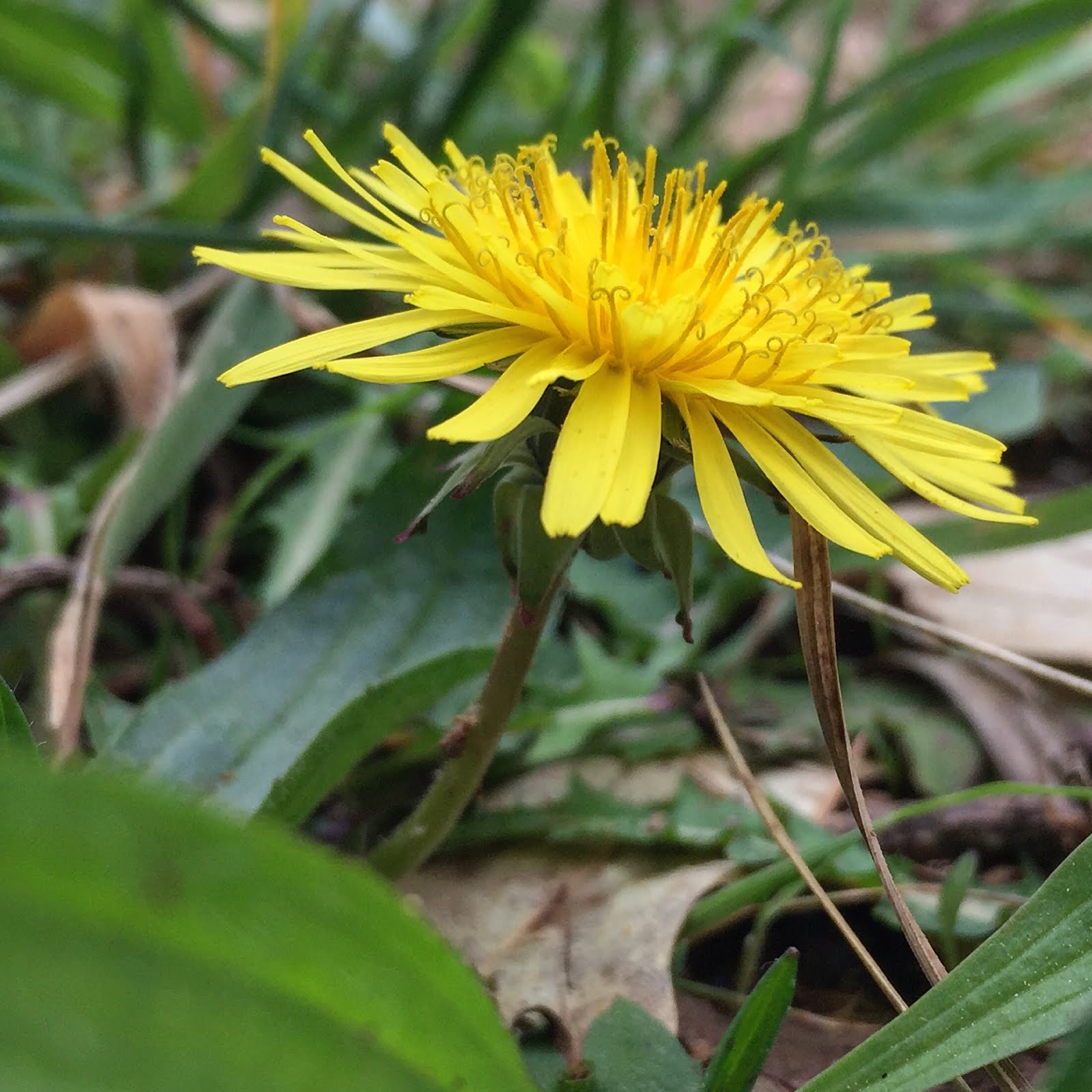 Dandelion