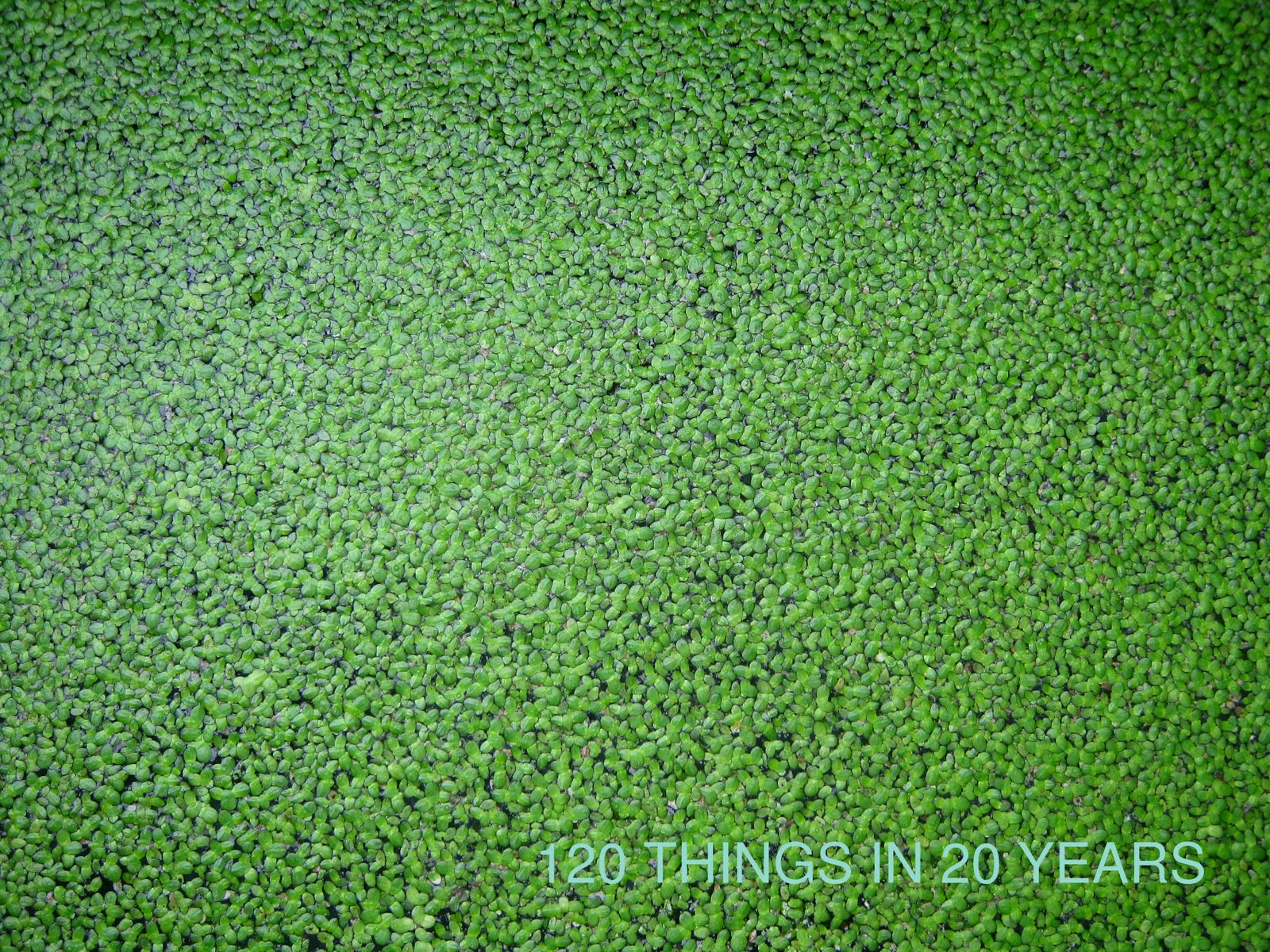 My duckweed seems to love the fish tank water. In the past I have kept 