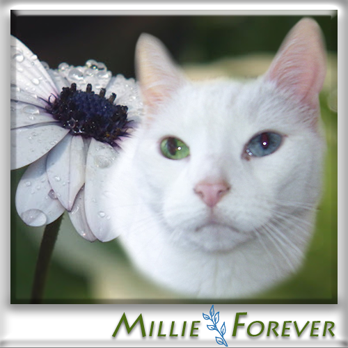 RIP Millie