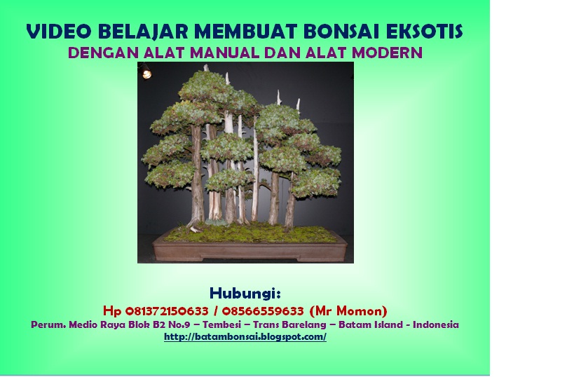 Indahnya Seni Tanaman Kerdil Bonsai Di Batam Belajar Dari
