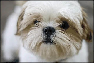 Coco Bunches - The Most Beautiful Dog in the World: Coco ... Coco Bunches - The Most Beautiful Dog in the World: Coco ...