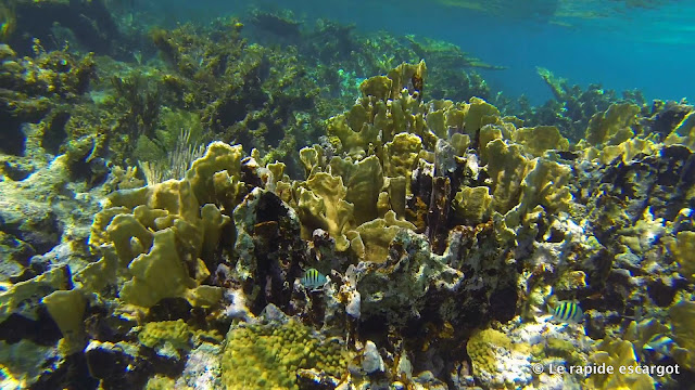 Conception Island Reef
