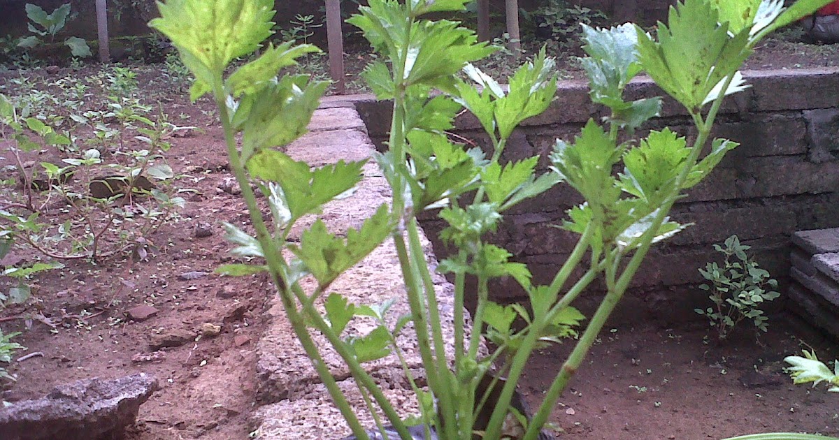 Cara Menanam Sayuran Seledri ~ Ragam Tanaman Obat Atau Herbal Dan