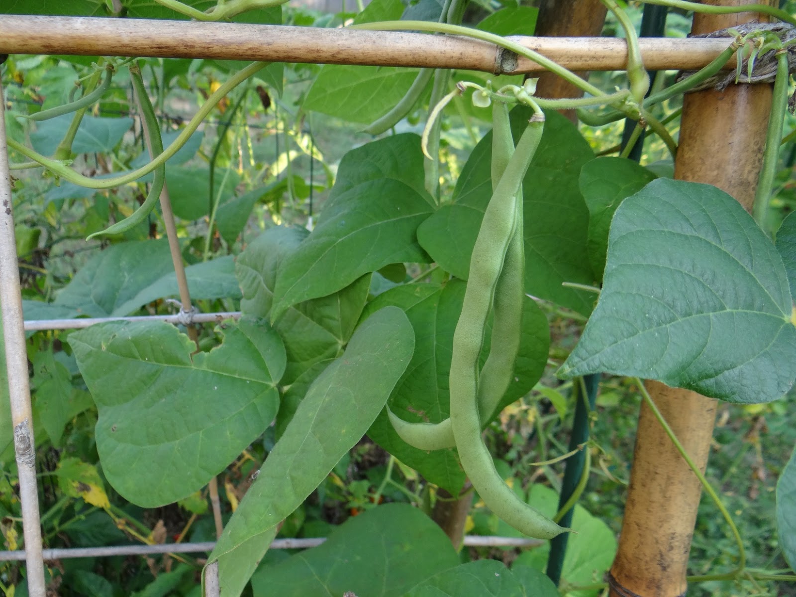 theOutpost Vegetarian Pole Beans and Corn recipe