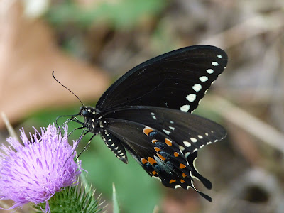 swallowtail