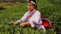 Chá, Cammellia sinensis, especiarias Tea For Two