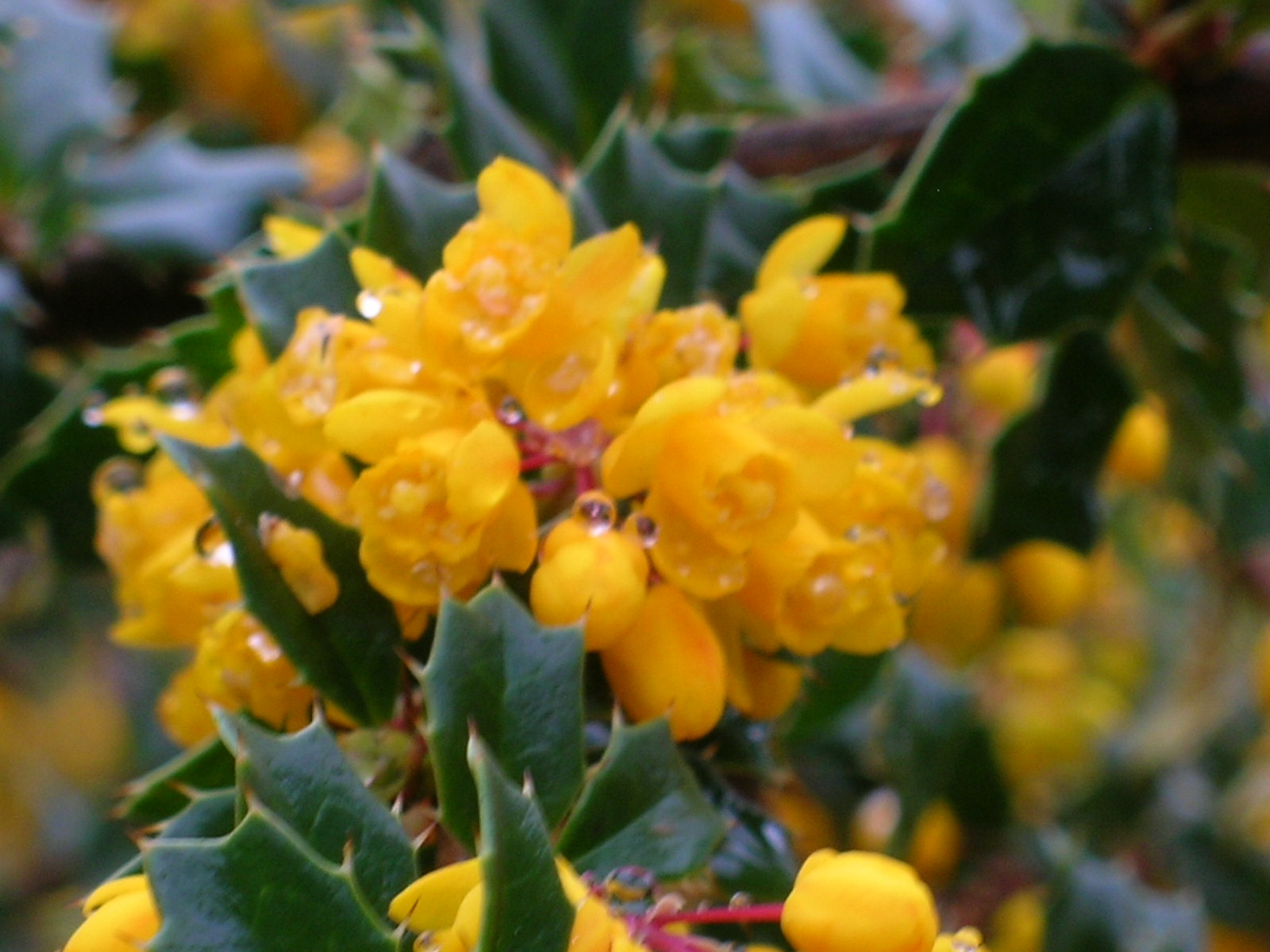 Darwin Barberry Berberis Darwinii Flowering Shrubs Autumn Garden