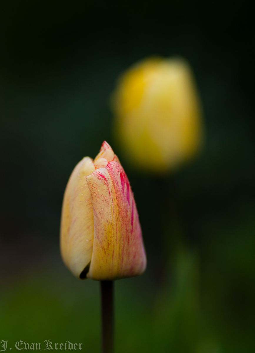 Kreider's Korner Photographs Late April flowers in Vancouver