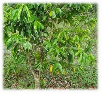 Kesan Sampingan Daun Durian Belanda