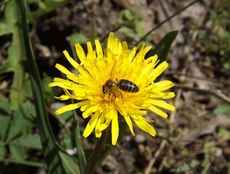 Wild Nature of the Cantabrian Mountains (Spain) The many names of the dandelion (Taraxacum