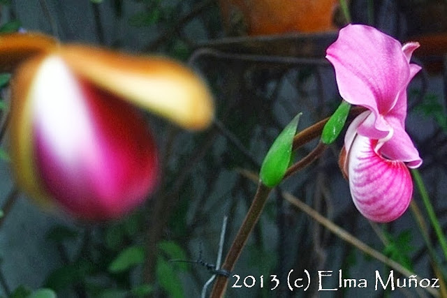 Phragmipedium peruvianum (syn kovachii) photo orchid