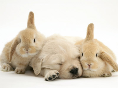 Golden-Retrier