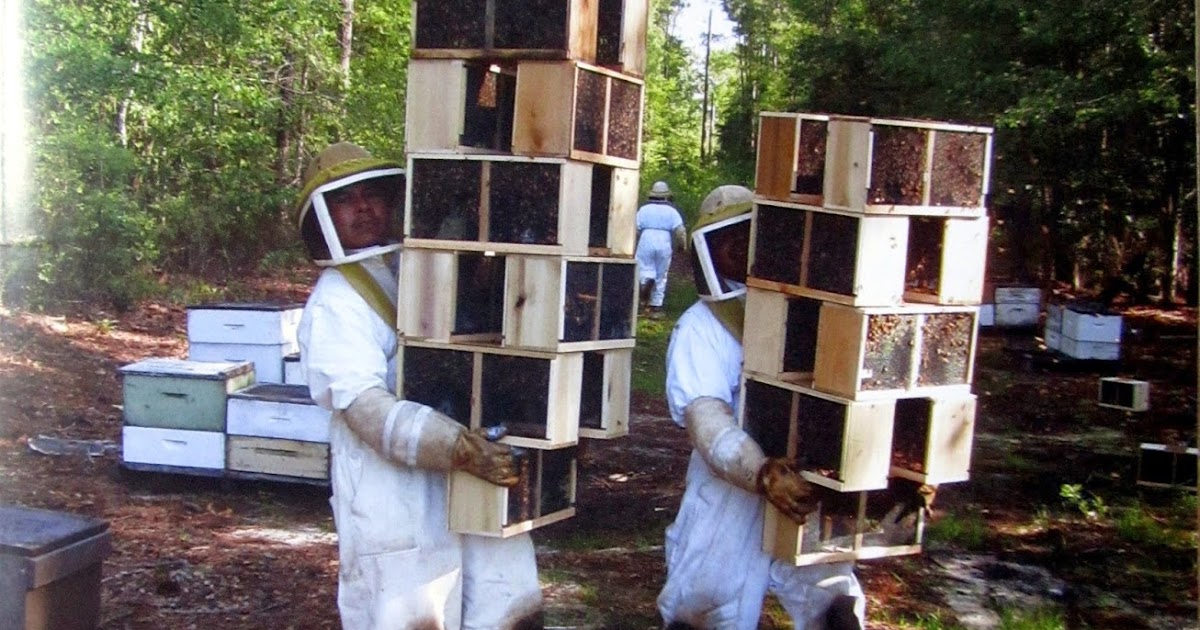 BEEKEEPING Beekeeper Honey Bees Pollen Wax Candle Propolis Queen Nuc