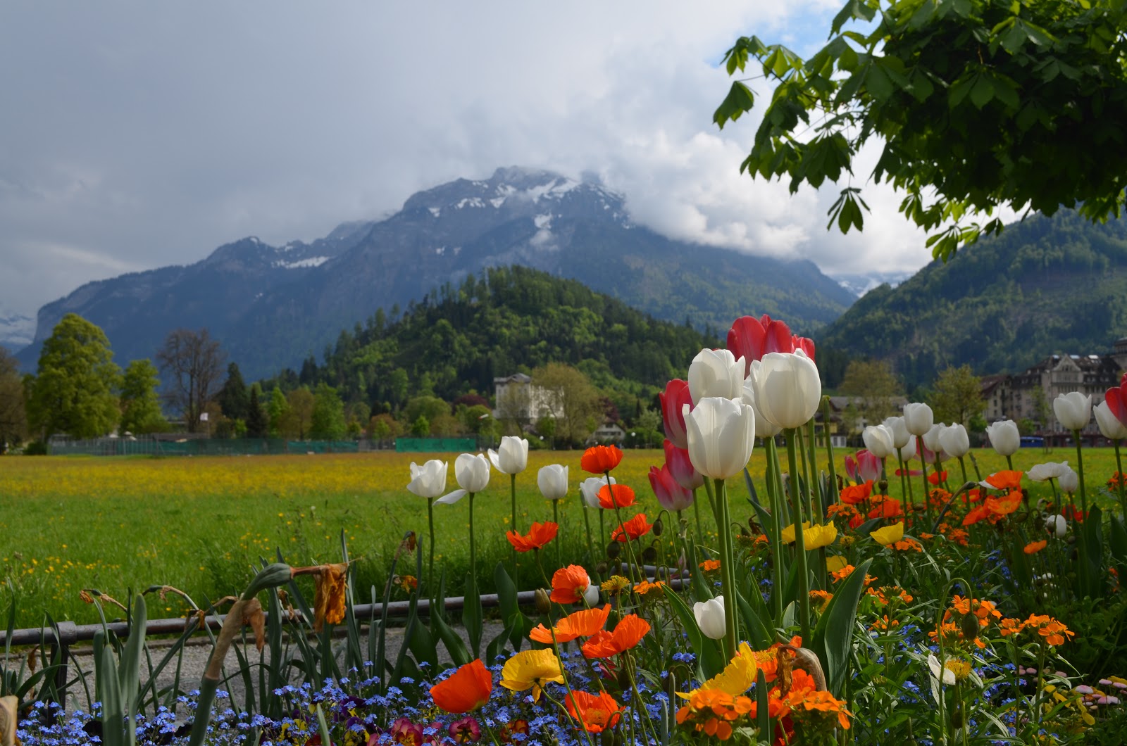 [Image: DSC_0005.JPG]