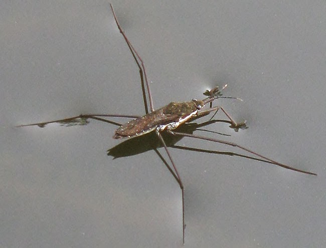 Detektif Fisika Mengapa Serangga Tertentu Bisa Berjalan Di Permukaan Air