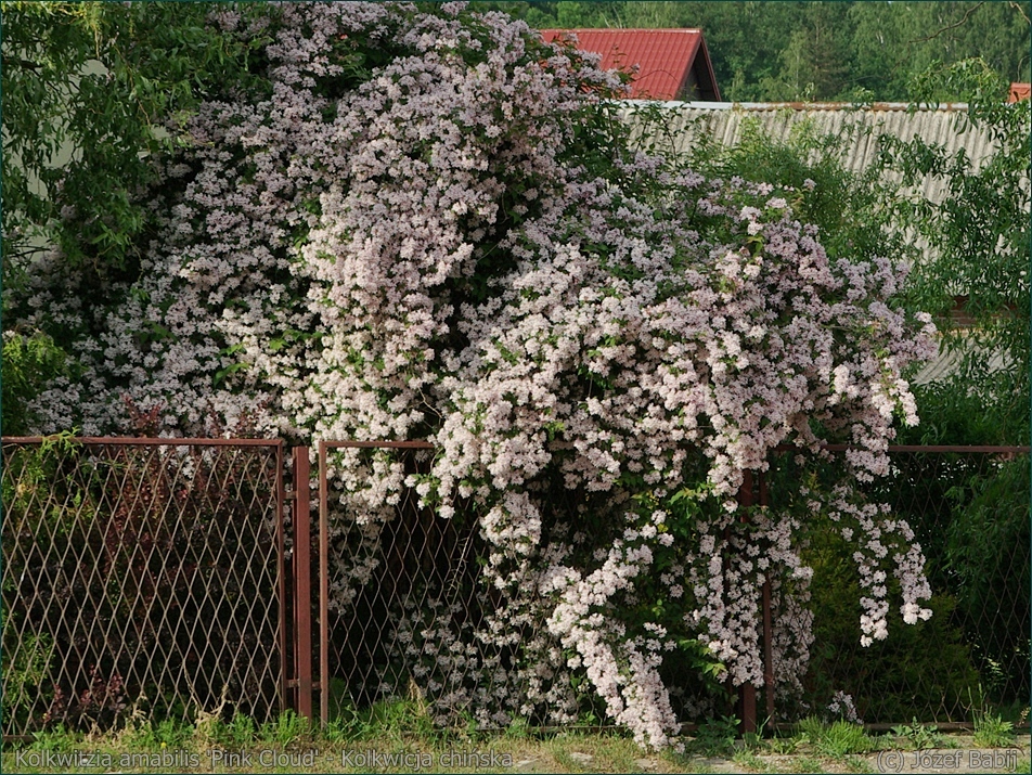 Kolkwitzia amabilis 'Pink Cloud' - Kolkwicja chińska pokrój