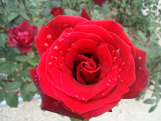 Rosa roja con gotas de agua.