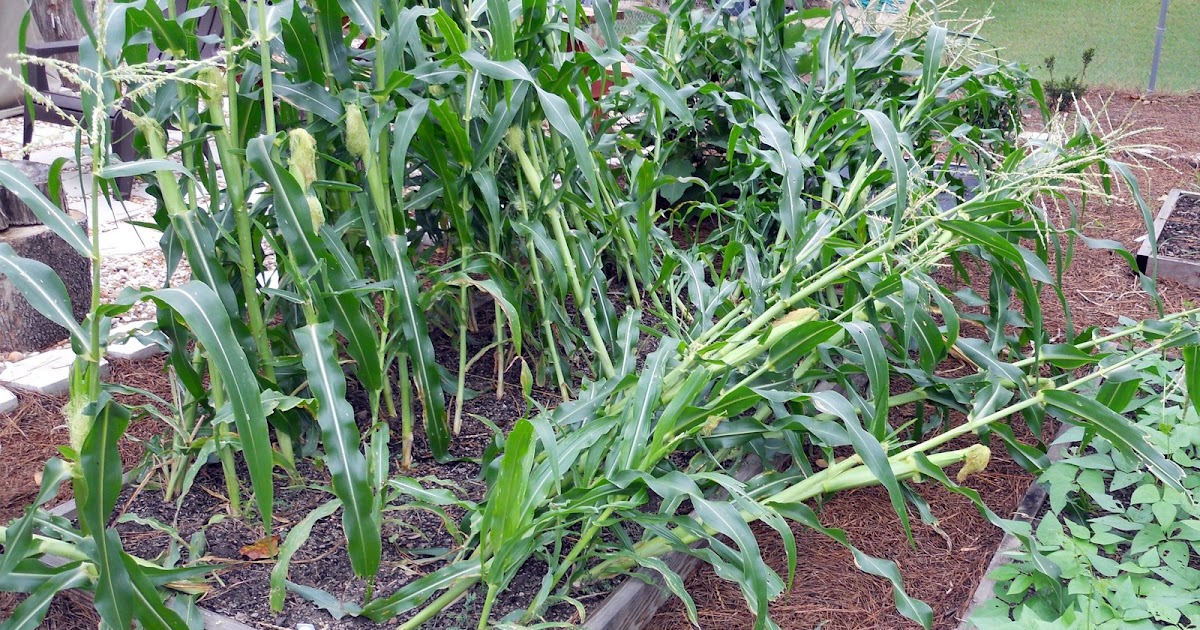Home Garden How to Fix and Support Blown Over Corn