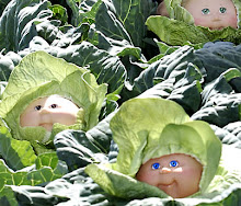 CUTE 'LIL CABBAGES ...