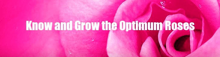 Know and Grow the Optimum Roses