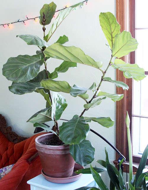 houseplants, fiddle leaf fig, amaryllis, orchids, Anne Butera, My Giant Strawberry