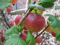 red gooseberries