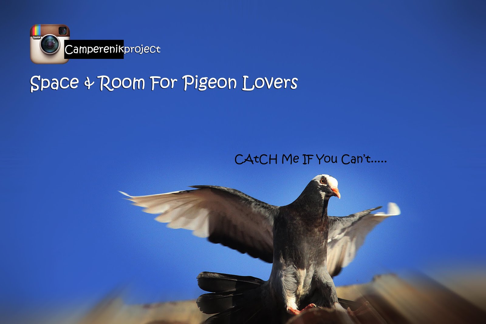 Camperenik Project Melatih Merpati Piyik Tinggian Dan Kolongan