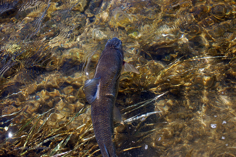 Chuck RobbinsOutdoors Fly Fishing Fly Friday...Mountain Whitefish