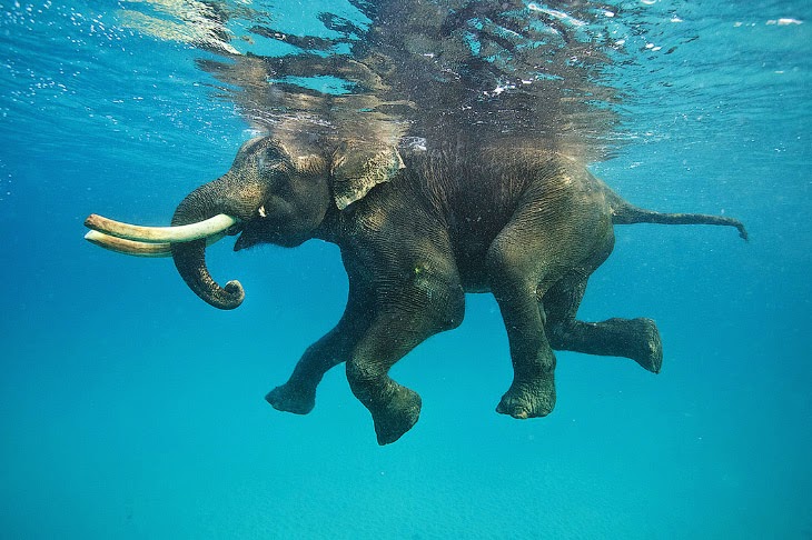 Фото Животных Под Водой