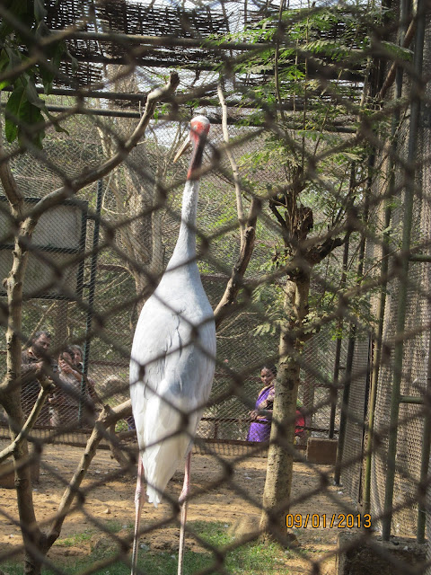 Nandankanan Zoo Puri Odisha