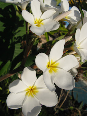 White plumeria alba frangipani Turks Caicos by garden muses-not another Toronto gardening blog