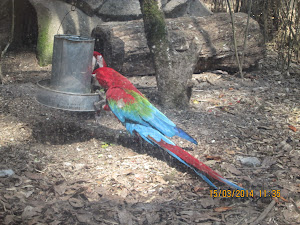 Pair of Golden Macaw Parrots in Darjeeling Zoo.