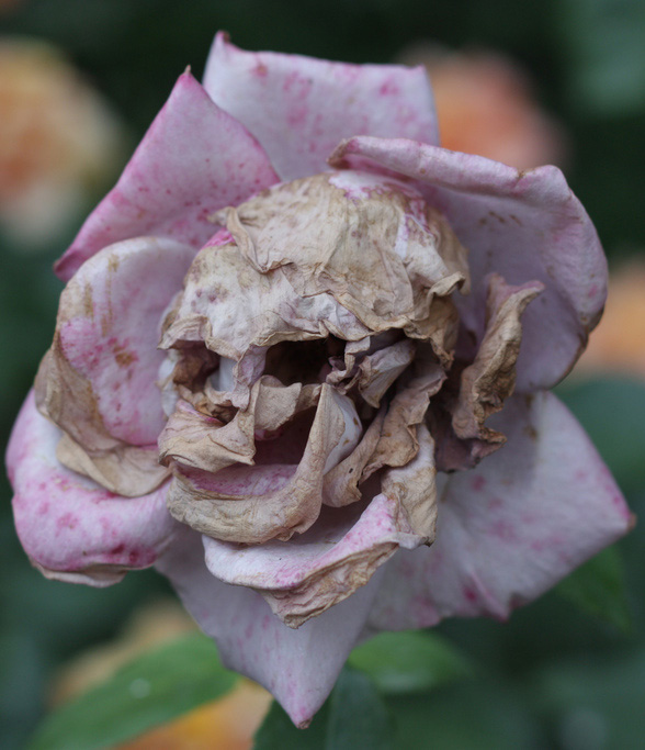 je voudrais que dead roses.