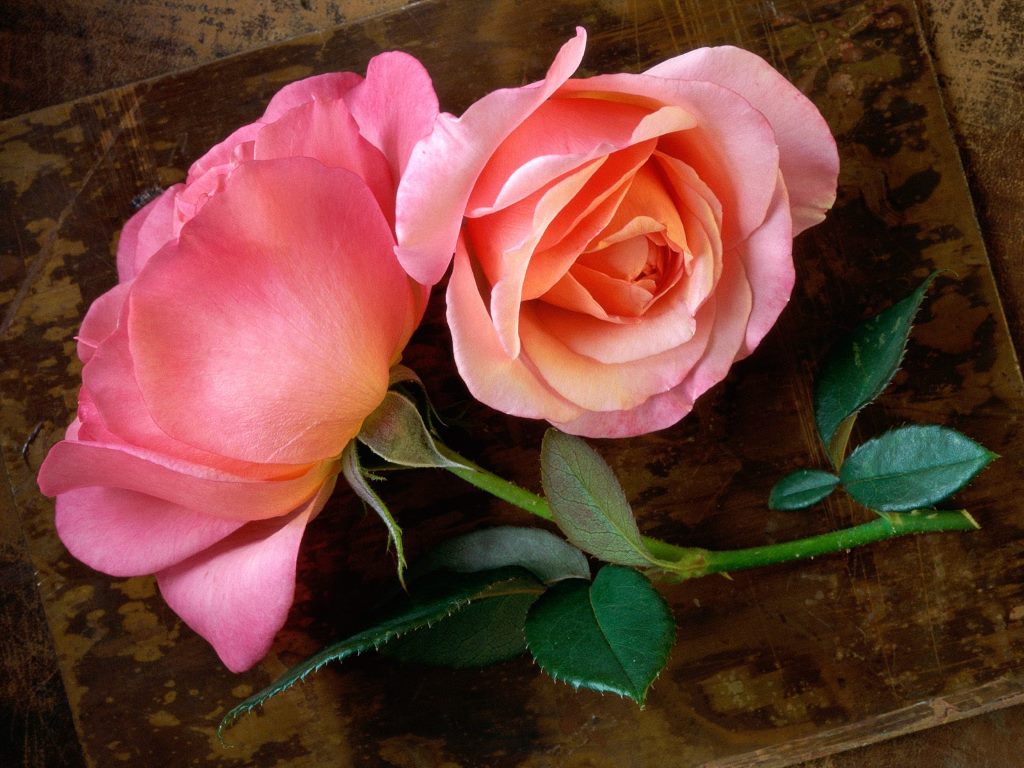 http://2.bp.blogspot.com/-FJyzGhCSb7g/T4aQCd-C3AI/AAAAAAAAAdc/6cRKfRcJpZo/s1600/Beautiful-Flowers-329-30HFMDV7TH-1024x768.jpg