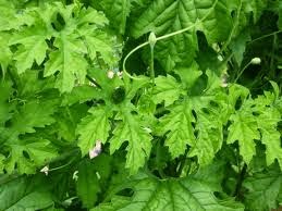 Manfaat Daun Pare Manfaat Daun Pare