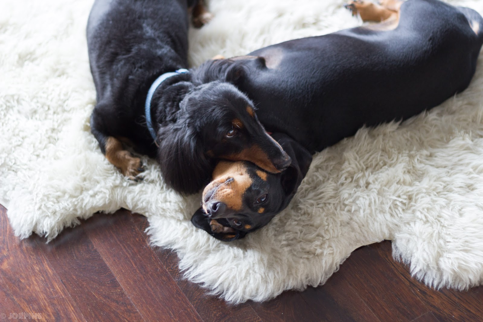 Good Things* Death by Doxie Dogs on a Rug*