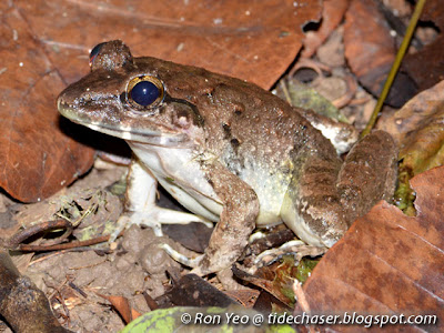 Malayan Giant Frog (Limnonectes blythii)