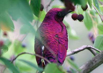 Violet-backed Starling, Cinnyricinclus leucogaster, Amethyst Starling