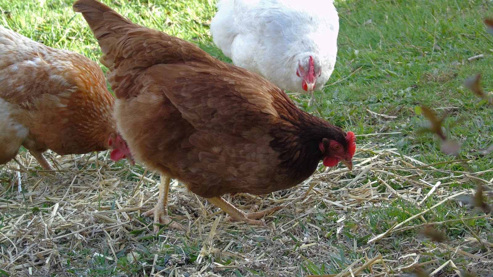 The Backyard Barnyard Best Chicken Breeds for Preppers