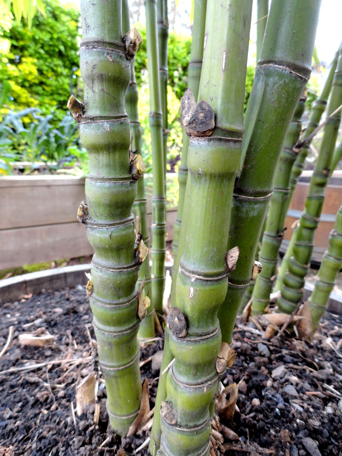 danger garden Bamboo for Privacy, a Followup