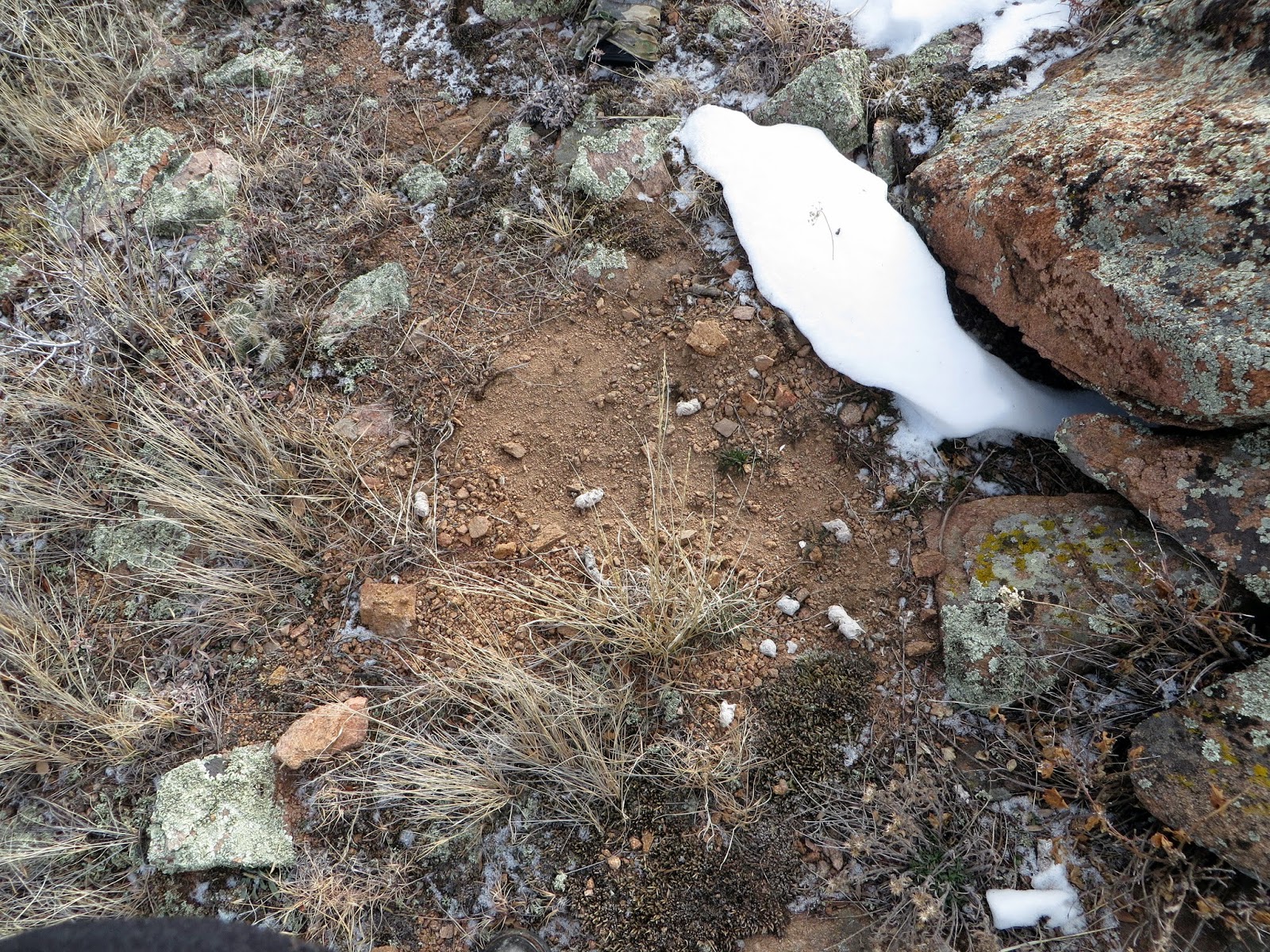 A Colorado Hunter's Life Mountain Lion Calling 101
