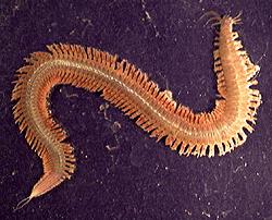 Catatan Ngaji Abu Abdillah Annelida 2