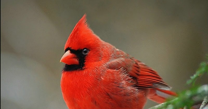 cardinal the beautiful red birds of america the wildlife cardinal the beautiful red birds of america the wildlife