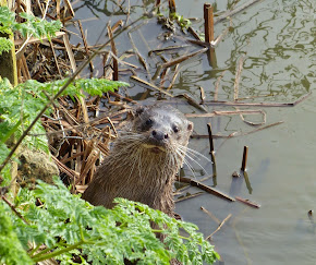 Otter!