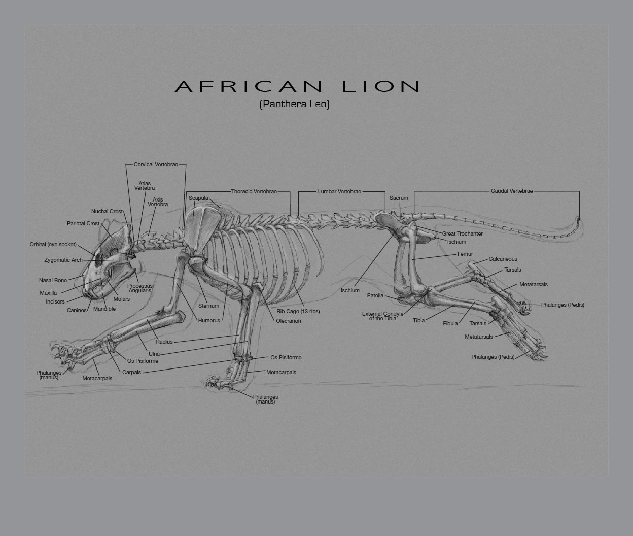 JKT ART: Introduction to Animal Drawing and Anatomy